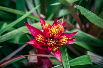 Bromeliad flower