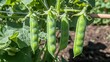 © PB Studio - Pea Pods in Sunlight: A close-up of vibrant green pea pods hanging from their vines, bathed in warm sunlight.