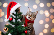 © DigitalCanvas - Cat playing with the christmas tree and gifts, funny cat in red santa hat