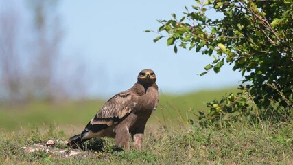 Wall Mural - Steppe Eagle Aquila nipalensis Wildlife scene from nature.