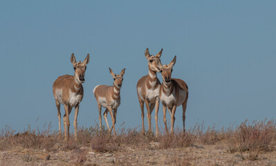 doe pronghorn antelope in the utah desert in autumn