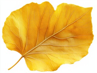 Wall Mural - A yellow tulip poplar leaf with a broad base and prominent lobes, isolated on white background