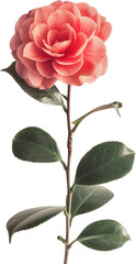 Wall Mural - A single pink camellia