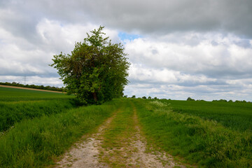 Panoramic view on a dirt road in September with corn, rapeseed, sugar beet and few trees