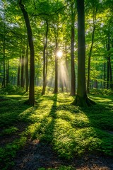 Leinwandbilder - A serene forest scene with sunlight streaming through tall trees, casting shadows on the lush green undergrowth.