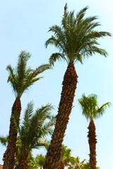 palm trees against sky