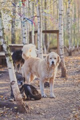 Canvas Print - Big guardian dog