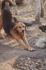 Canvas Print - dog on the forest