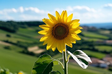 Single sunflower standing tall, with its bright yellow petals contrasting against a plain background of rolling green fields