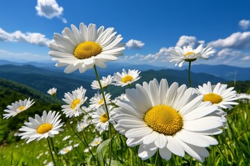 Wall Mural - Sunny field of daisies stretching across a valley, with the white petals contrasting against the green grass and the blue sky above