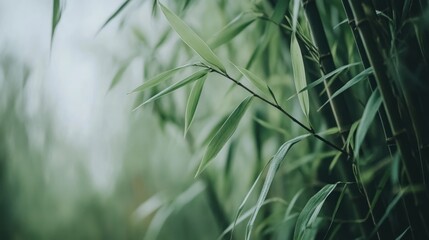 Poster - A close-up of bamboo leaves in a serene, green environment.