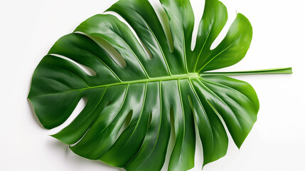 Poster - A vibrant green palm leaf, displaying intricate cutouts, creates a striking focal point. Perfect for adding a touch of tropical elegance to various settings