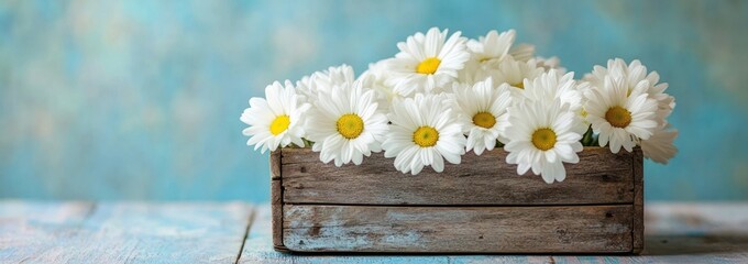 Poster - A rustic wooden box filled with vibrant white daisies against a soft blue background.