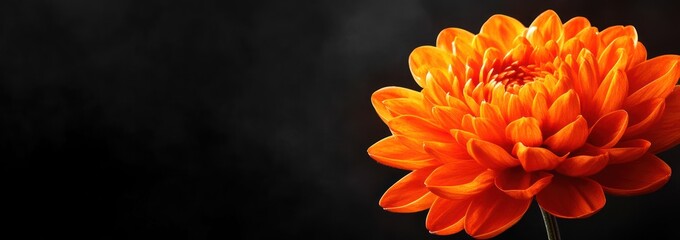 Poster - A vibrant orange flower against a dark background, showcasing nature's beauty.