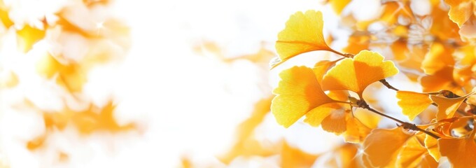 Canvas Print - A close-up of vibrant yellow ginkgo leaves against a bright background.