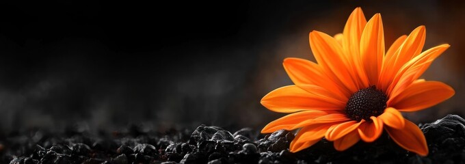 Poster - A vibrant orange flower on a dark background, symbolizing beauty and resilience.