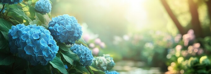 Canvas Print - A serene garden scene featuring vibrant blue hydrangeas in soft sunlight.