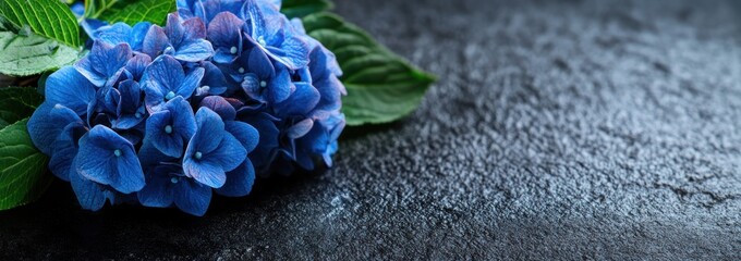 Poster - A close-up of vibrant blue hydrangea flowers on a textured dark surface.