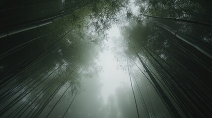 Sticker - A serene view of a bamboo forest shrouded in mist, inviting tranquility and reflection.