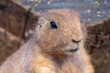 © Christian - prairie dog looks surprised