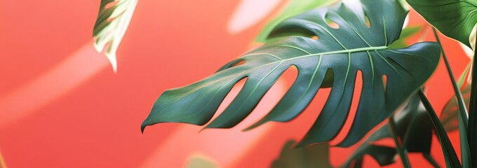 Poster - Lush green leaves against a vibrant coral background create a tropical aesthetic.