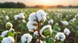 © sati - A hand gently holds a fluffy cotton boll on a plant in a sunlit cotton field.