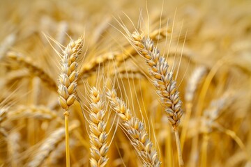 Close-up of golden wheat stalks swaying gently in the breeze under the bright summer sun in a rural field