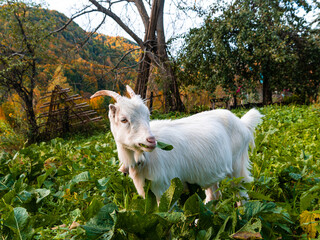 An adorable baby goat grazing on fresh grass in the background of autumn mountains. Organic goat milk is rich in nutrition. Farming and gardening concept. Eco-living. Farmhouse. Local farm market food