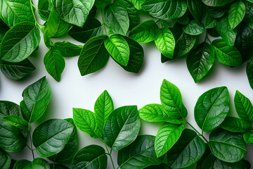 Wall Mural - A collection of lush green leaves is beautifully arranged, highlighting their textures and shades while contrasting with the bright white background, creating an appealing natural aesthetic