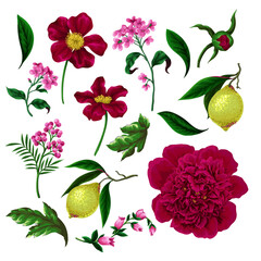 Peonies, lemons and other flowers isolated. Vector.