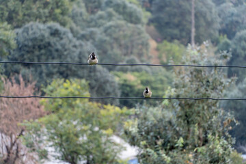 Two sparrows are perched on parallel electric wires in the foreground. The background shows a dense area of trees and foliage with green shades.Blurred background of forested environment in a village.