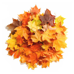 Aufkleber - autumn season concept оrange maple leaves, heap autumn leaves top view, isolated on white background