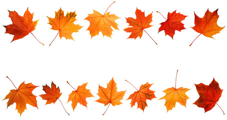 Aufkleber - Collection of autumn leaves isolated on white background.