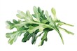 © juliiapanukoffa - Fresh Arugula Vegetable Watercolor Illustration on White Background