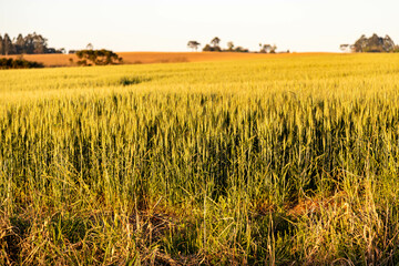 Wheat plantation in a large, sunny field with beautiful natural scenery