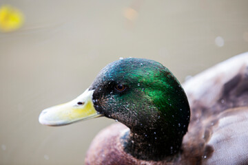 Portrait of a mallard duck with water droplets on head, facing left