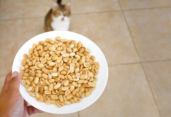 Hand holding peanuts in a plate with blurred background of cat looking at it. The concept of which proper food we can give cats.