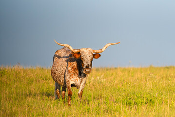 Wildlife in the Wichita Mountains Wildlife Refuge