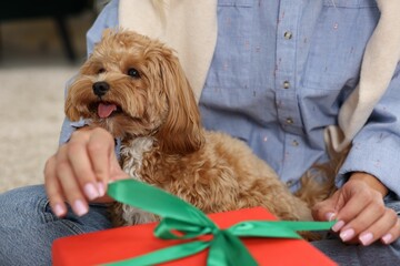 Woman opening Christmas gift and cute Maltipoo dog indoors, closeup