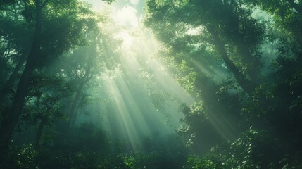 sun rays through the forest