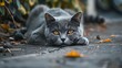 © Musarat - Lovely gray feline resting on the ground the idea of having pets