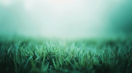 Sticker - Misty Green Grass in Soft Morning Light