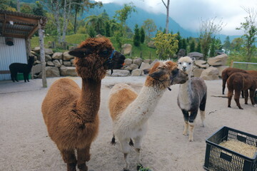 Adorable and charming alpacas happily enjoying the peaceful and natural farm environment