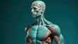 © Iona - A striking anatomical model showcases the intricate muscular structure of the human body, offering a glimpse into the marvels of human physiology.