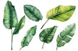 © RM Graphics - Palm leaves set in isolated background, watercolor botanical painting