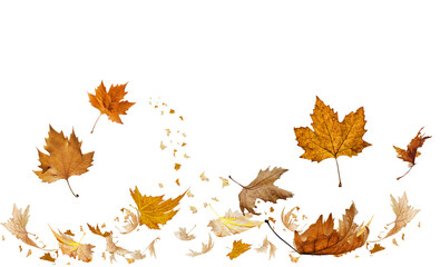 Wall Mural - leaves traveling wind air autumn transparent background  folliage