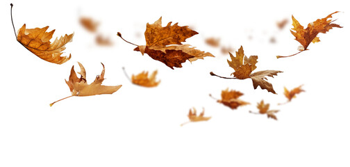 Wall Mural - leaf leaves isolated autumn winter season background falling fall platanus tree wid air w