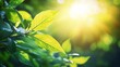 © CLOVER BACKGROUND - Close-up of Bright Green Leaves with Sunlight Effect