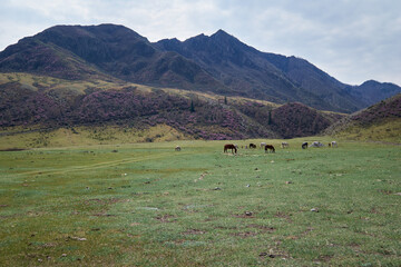 Wall Mural - Herd of horses grazing in mountains. Mountain slopes are in blossom and covered by Rhododendron dauricum bushes with flowers.