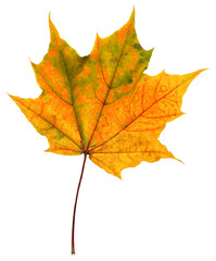 Wall Mural - autumn maple leaf isolated on a white background. fallen withered foliage. one maple leaf in yellow.